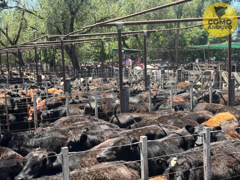 Hourcade, Albelo y Cía